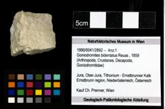 Foto (Objekt + Etiketten) von Goniodromites bidentatus (Reuss, 1859) 